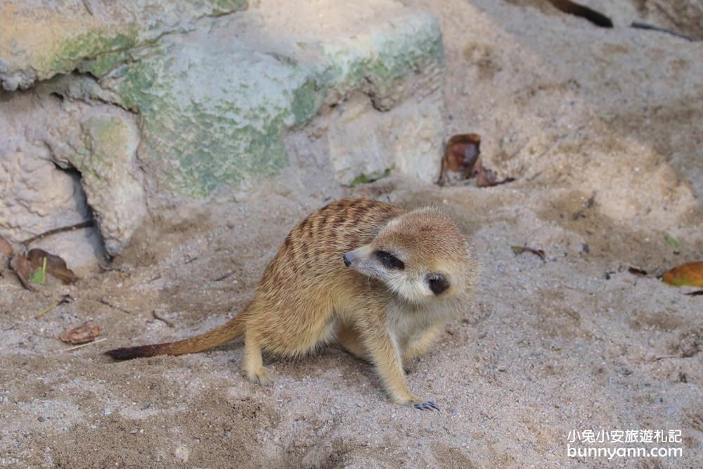 台北市立動物園》台北木柵動物園，熊貓館和穿山甲館最佳攻略路線