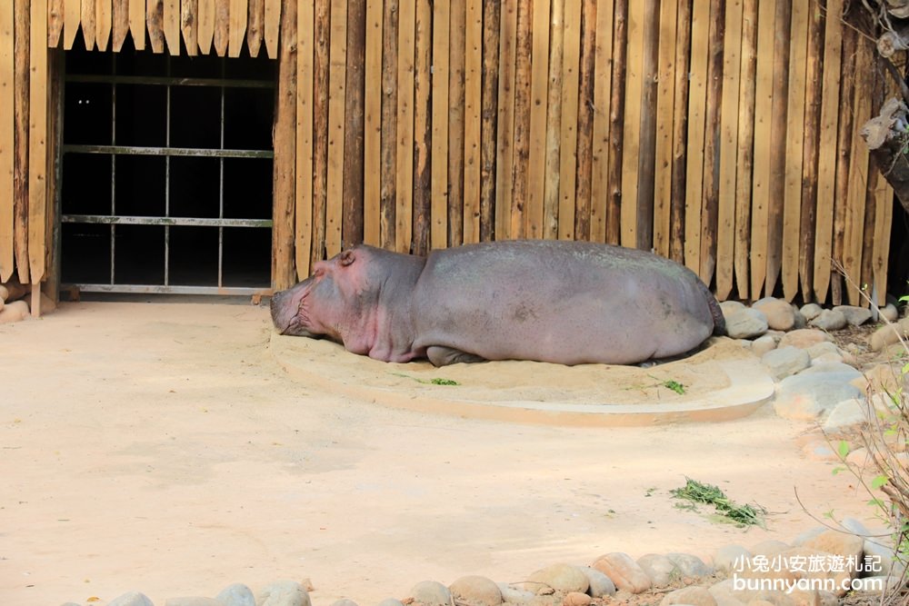 2024「新竹市立動物園」好拍好玩戶外動物王國，門票、交通、環境全攻略