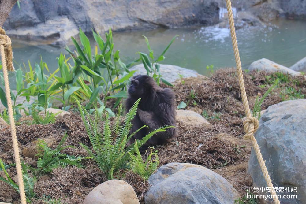 2024「新竹市立動物園」好拍好玩戶外動物王國，門票、交通、環境全攻略