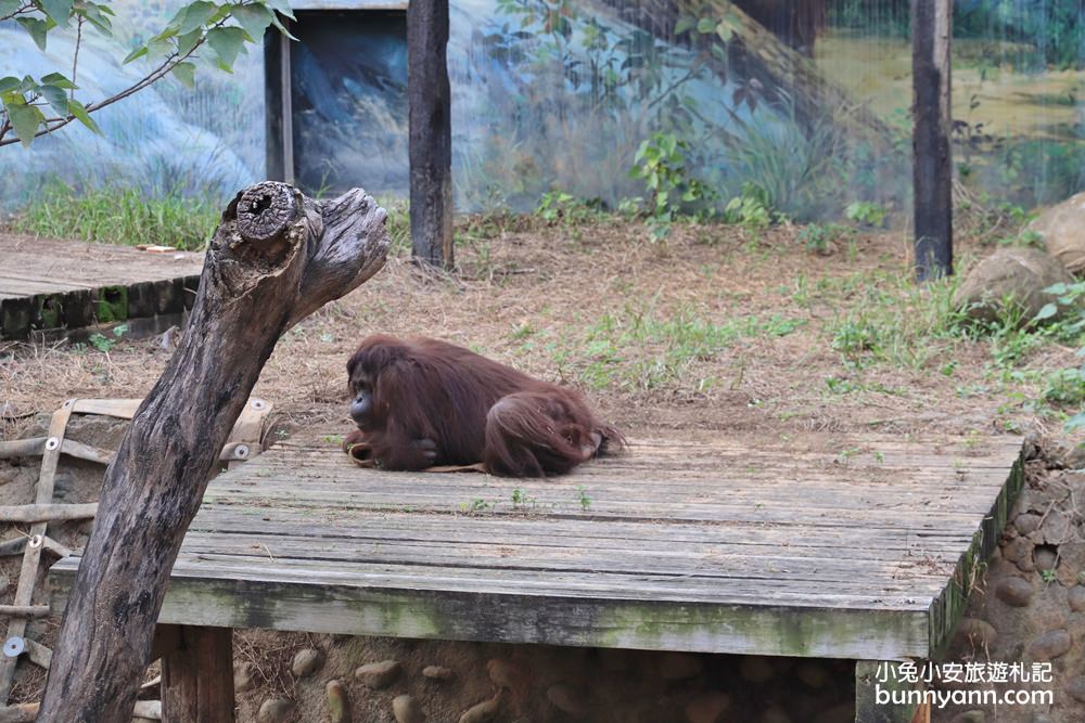 2024「新竹市立動物園」好拍好玩戶外動物王國，門票、交通、環境全攻略