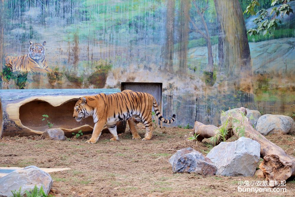 2024「新竹市立動物園」好拍好玩戶外動物王國，門票、交通、環境全攻略