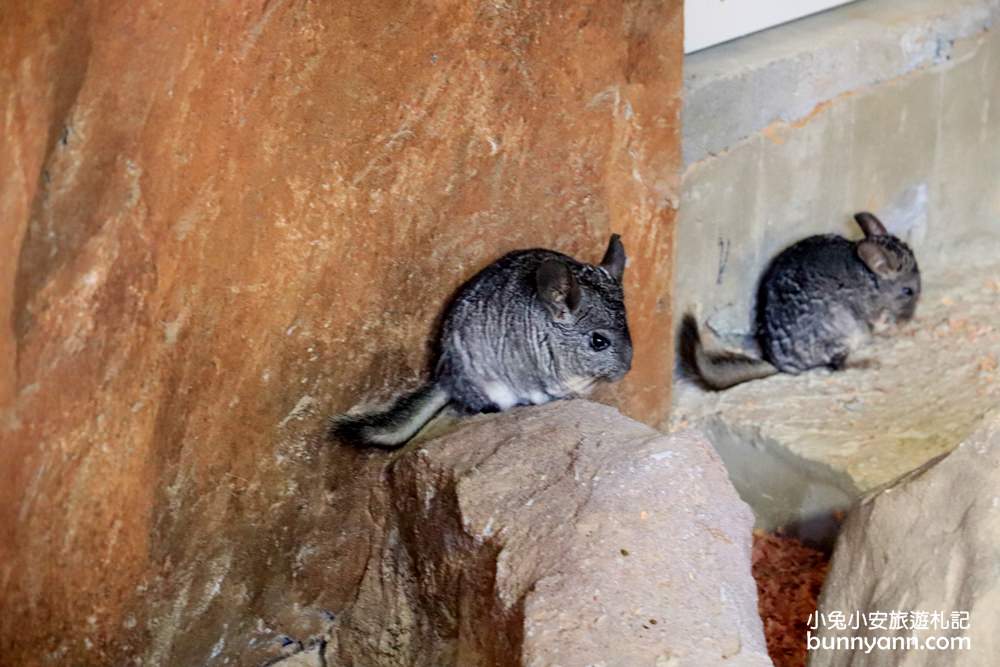 2024「新竹市立動物園」好拍好玩戶外動物王國，門票、交通、環境全攻略