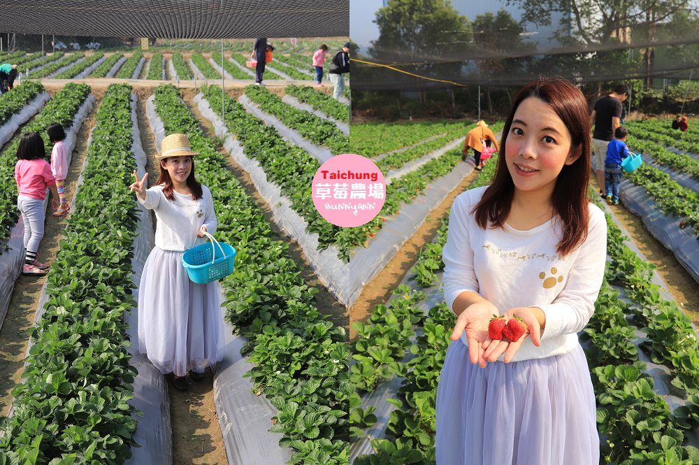 台中景點》潭子草莓世界入園免費！中台灣草莓季開始啦～酸甜的新鮮草莓等你來採！