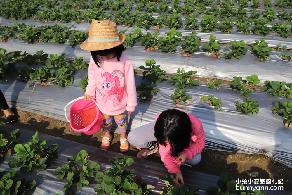 台中景點》潭子草莓世界入園免費！中台灣草莓季開始啦～酸甜的新鮮草莓等你來採！