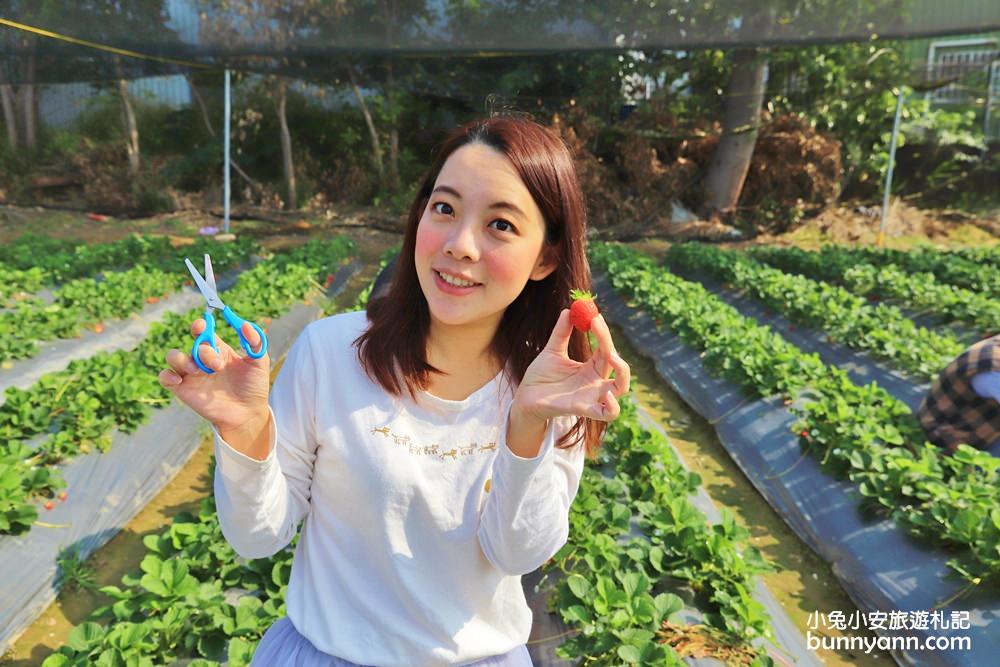 台中景點》潭子草莓世界入園免費！中台灣草莓季開始啦～酸甜的新鮮草莓等你來採！