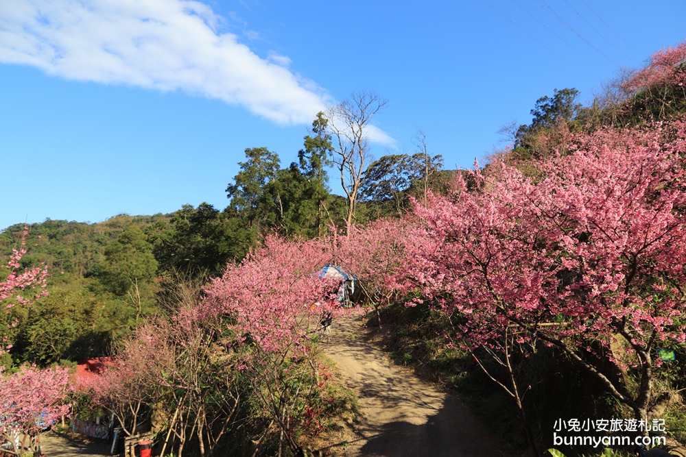 新北【三峽大熊櫻花林】櫻花七成綻放中，浪漫花況曝光，準備賞花去