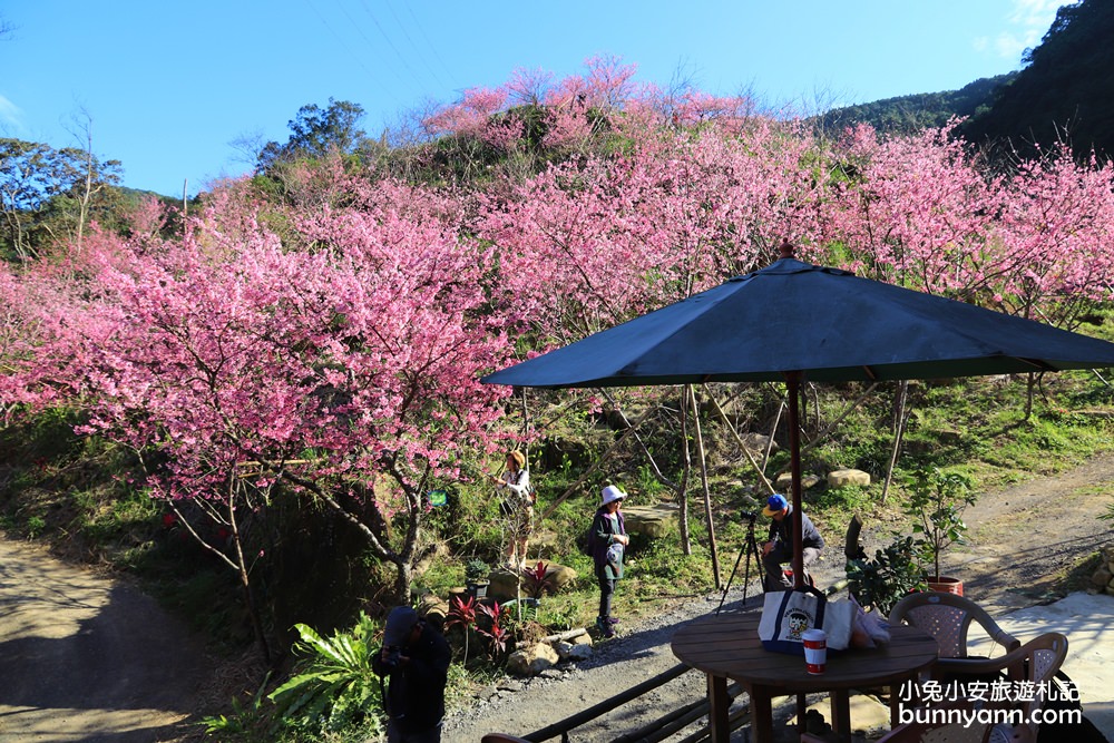 新北【三峽大熊櫻花林】櫻花七成綻放中，浪漫花況曝光，準備賞花去