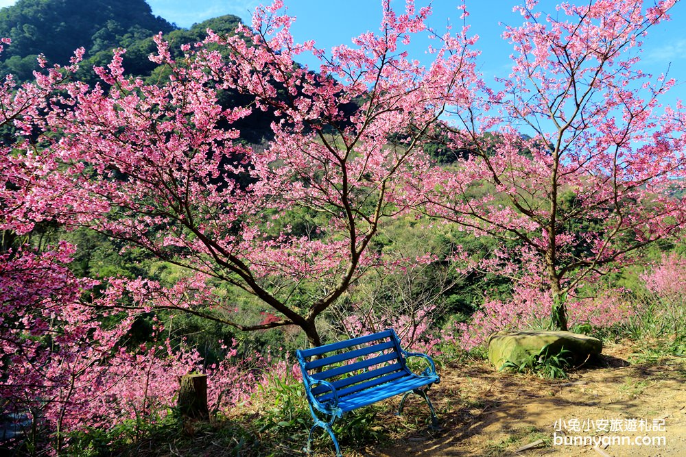 新北【三峽大熊櫻花林】櫻花七成綻放中，浪漫花況曝光，準備賞花去