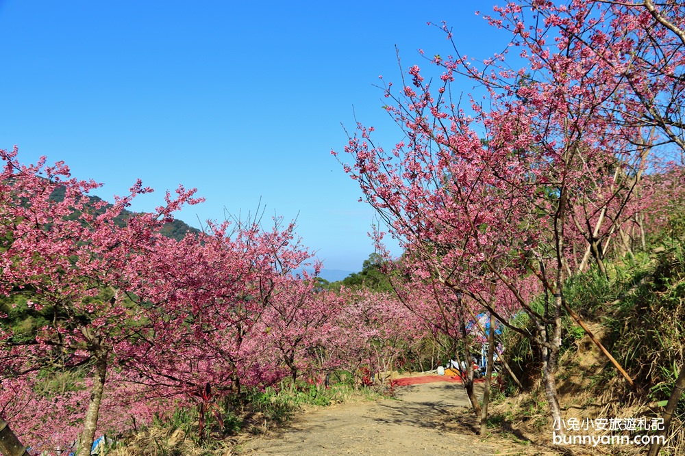 新北【三峽大熊櫻花林】櫻花七成綻放中，浪漫花況曝光，準備賞花去