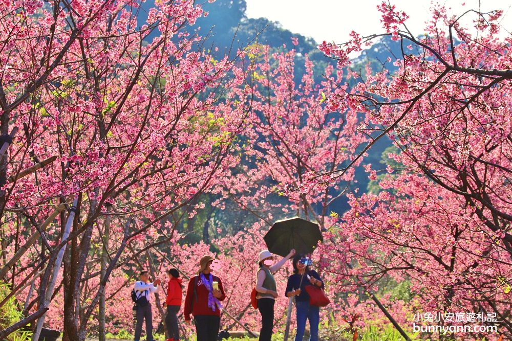 超強台灣櫻花景點，全台賞櫻地點介紹，花期公佈攻略