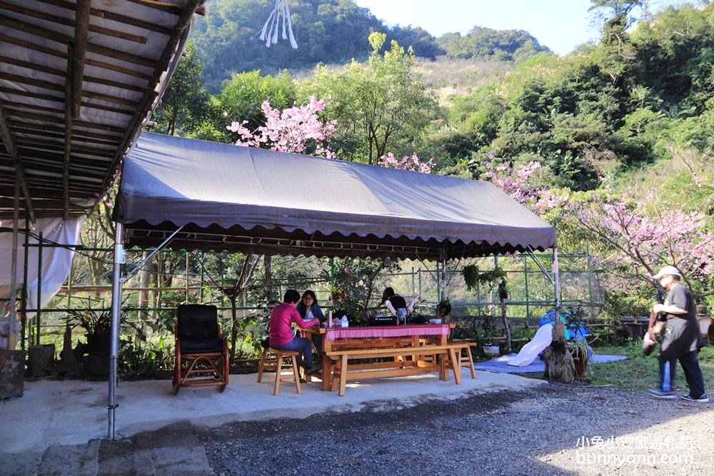 新北【三峽大熊櫻花林】櫻花七成綻放中，浪漫花況曝光，準備賞花去