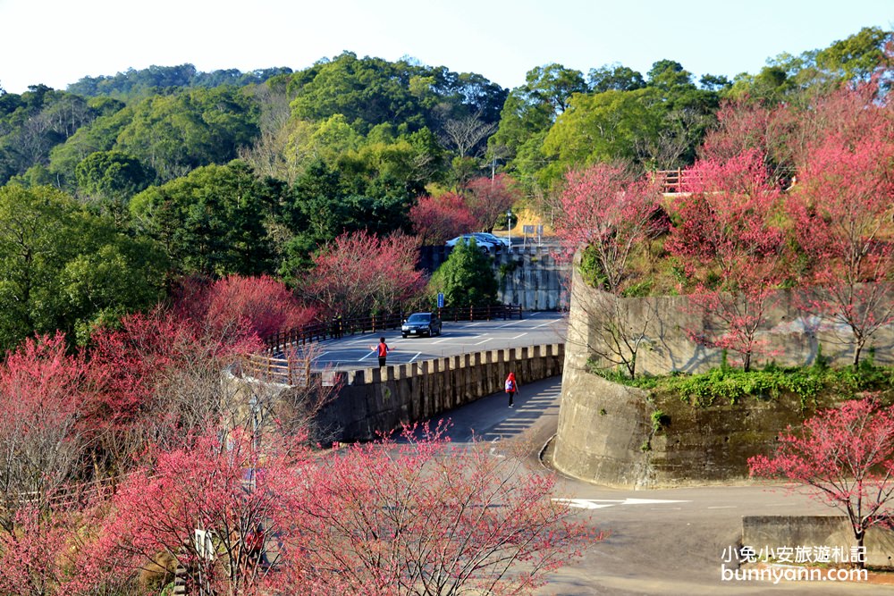 苗栗景點》賞櫻季節來了！獅潭協雲宮，山林間的紅粉櫻花谷～