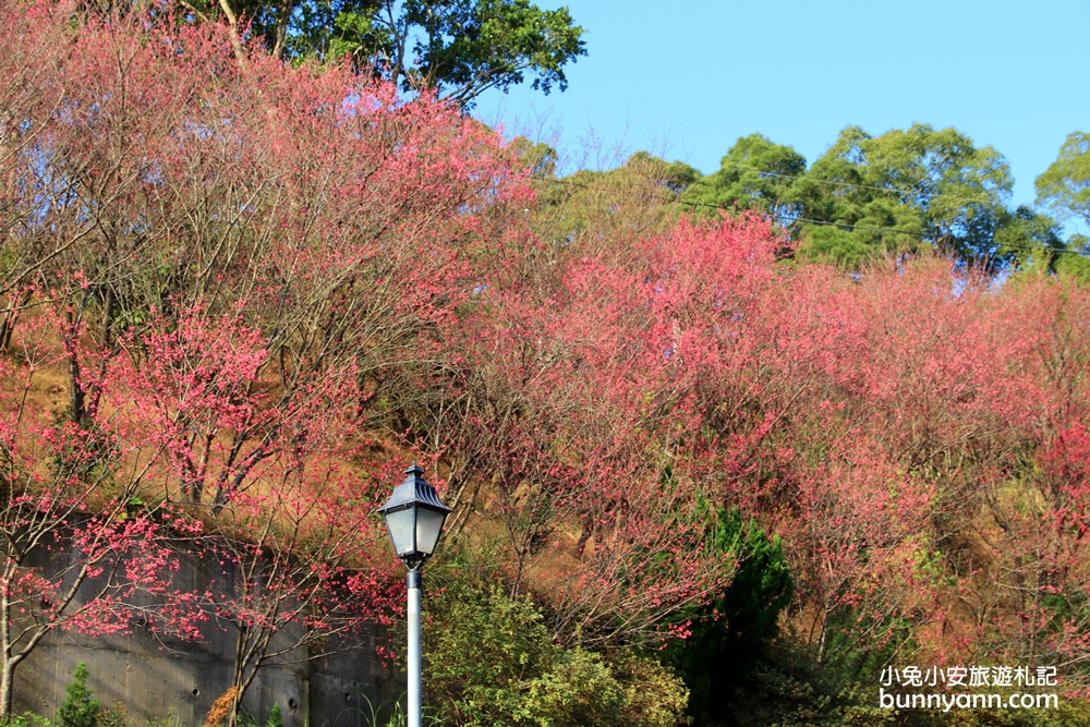 苗栗景點》賞櫻季節來了！獅潭協雲宮，山林間的紅粉櫻花谷～