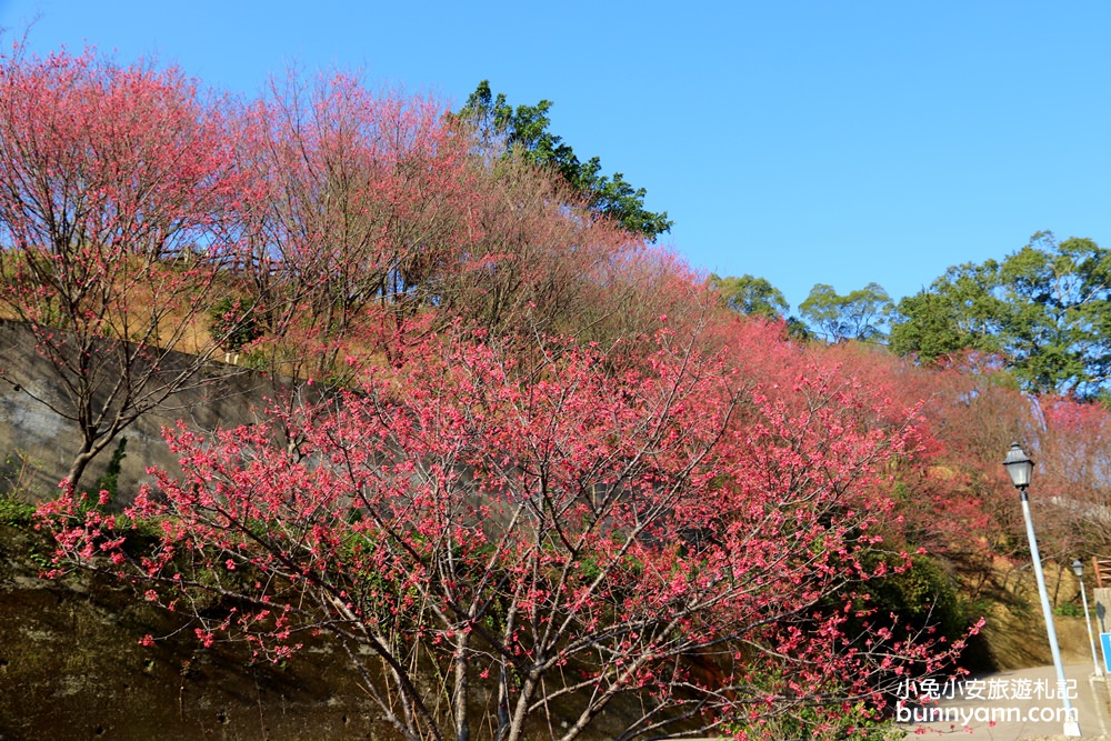 苗栗景點》賞櫻季節來了！獅潭協雲宮，山林間的紅粉櫻花谷～