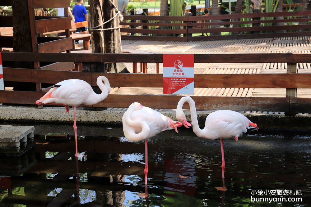 高雄景點》旅人野餐秘密基地！全新長頸鹿沙坑溜滑梯與動物親子園，隱藏在城市裡的後花園～