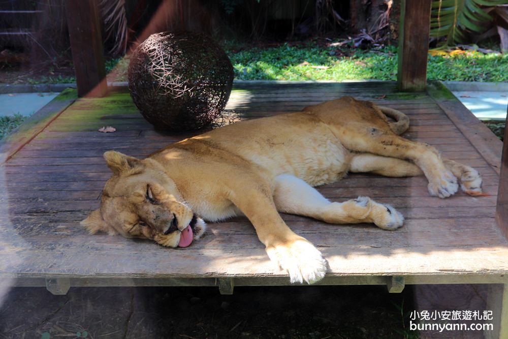 高雄景點》旅人野餐秘密基地！全新長頸鹿沙坑溜滑梯與動物親子園，隱藏在城市裡的後花園～