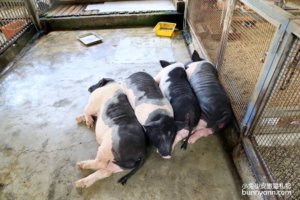 高雄景點》旅人野餐秘密基地！全新長頸鹿沙坑溜滑梯與動物親子園，隱藏在城市裡的後花園～