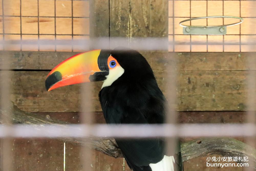 高雄淨園機場咖啡休閒農場，追飛機、玩沙子、餵小動物趣