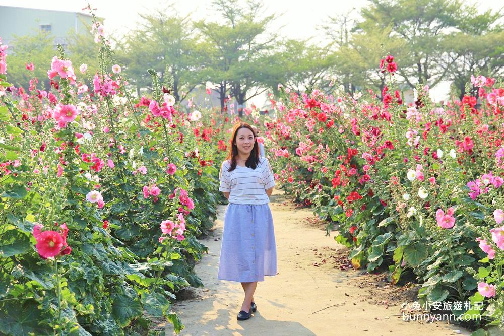 台南景點》學甲蜀葵花一日遊！湖畔古鎮、樹谷農場、鹽田夕陽，最詳細路線在這～