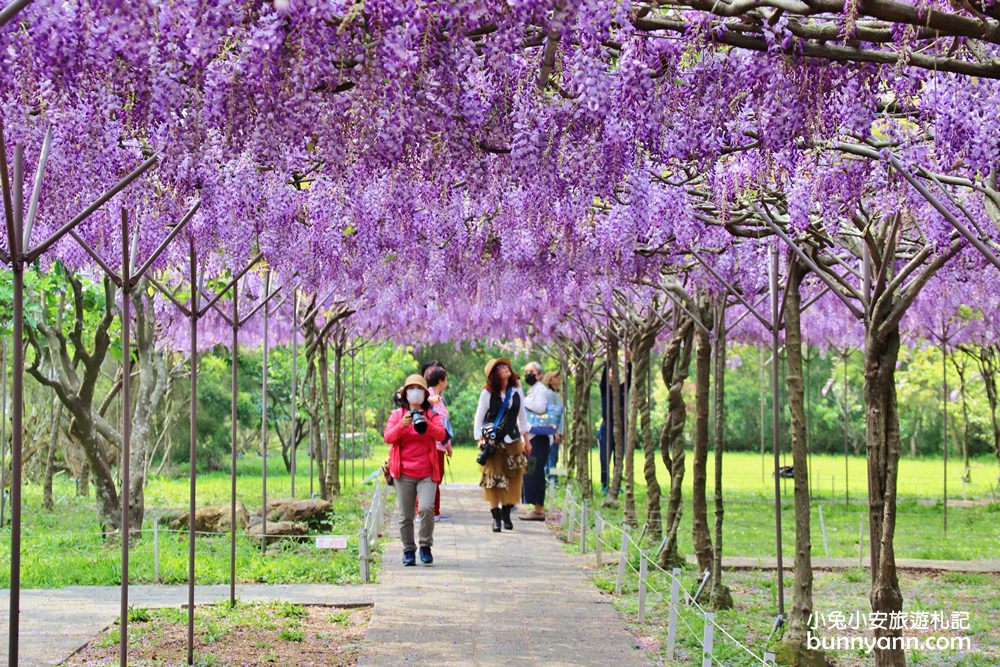 淡水紫藤咖啡園