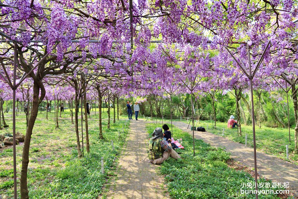 淡水紫藤咖啡園二店水源園區，超美紫藤天空，紫色控快來拍一波