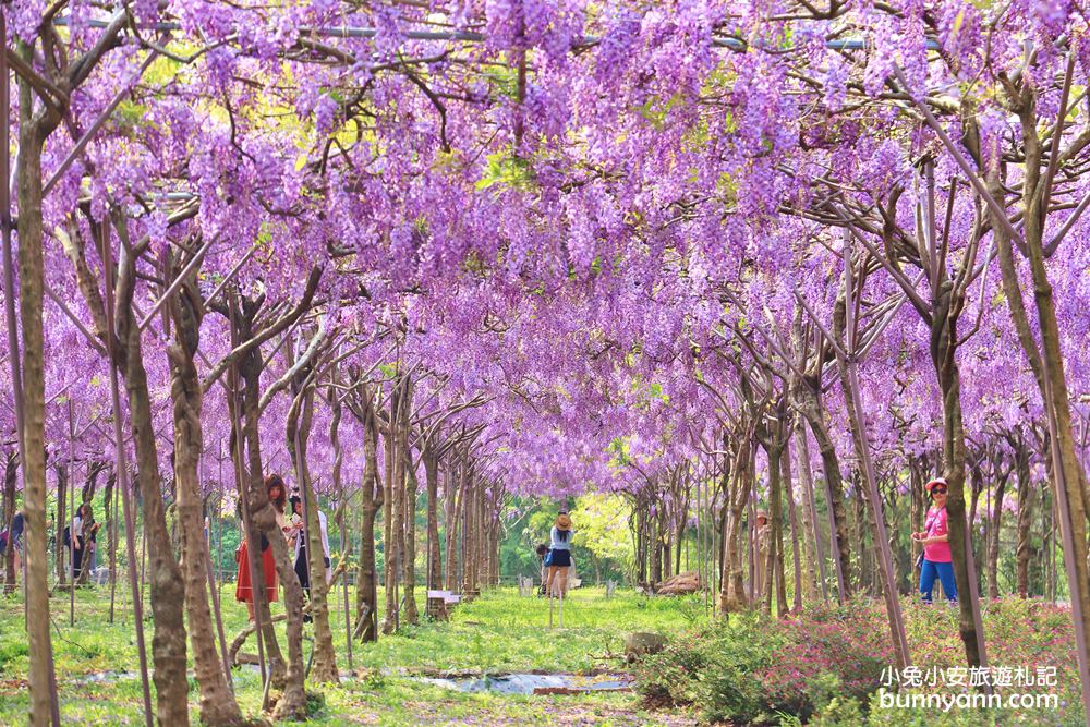 最新台灣賞花景點，春夏秋冬四季全台賞花攻略整理