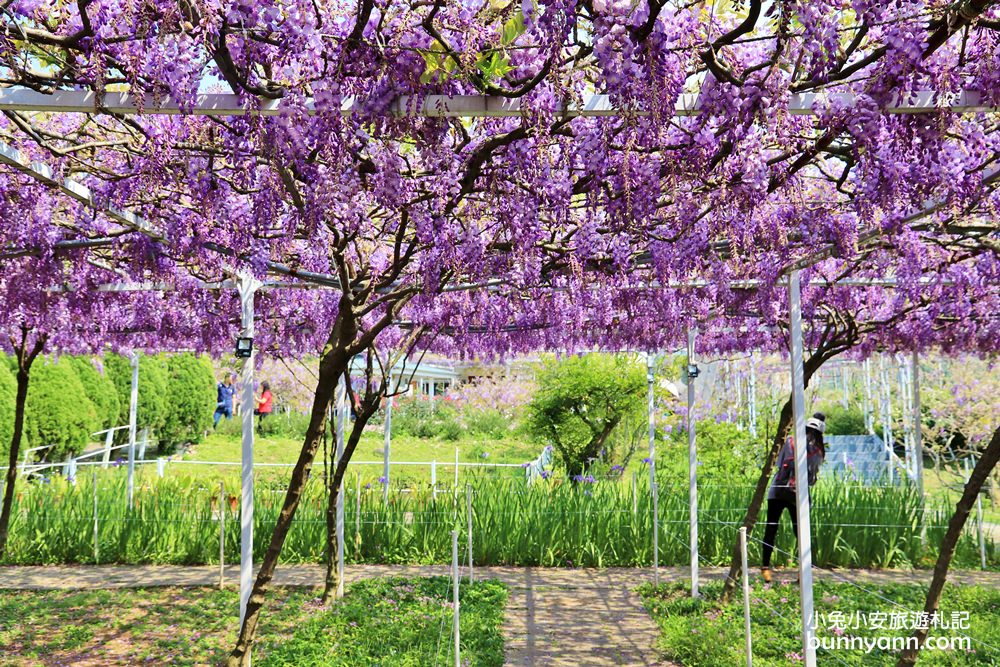 紫藤咖啡園一店屯山園區，浪漫紫藤天空、花廊等你來拍!!