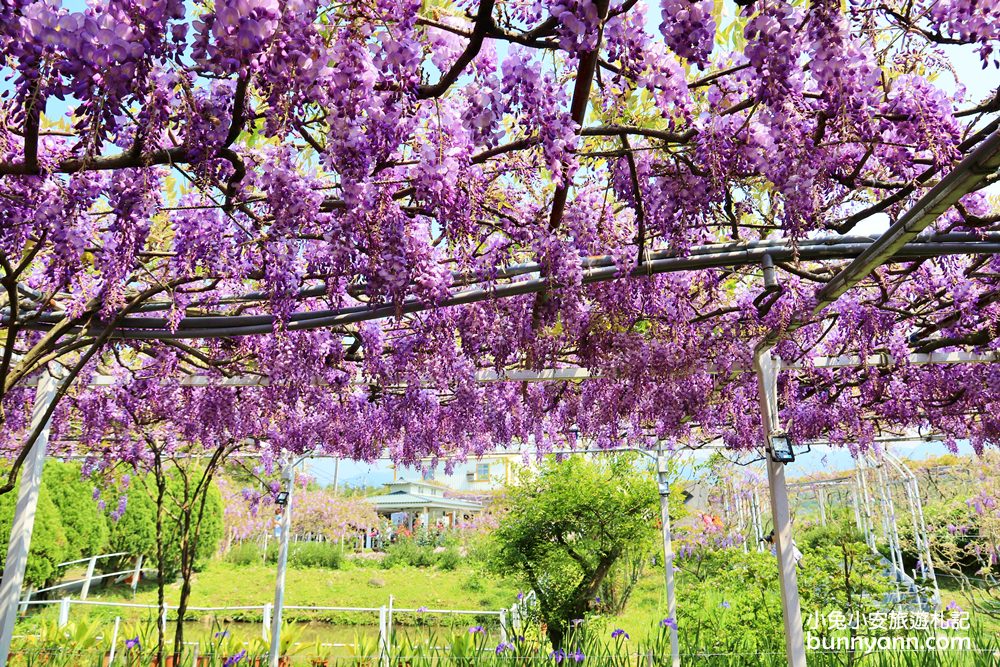 紫藤咖啡園一店屯山園區，浪漫紫藤天空、花廊等你來拍!!