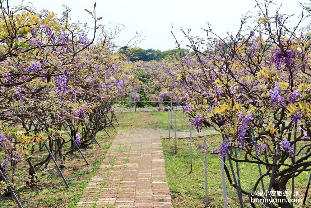 紫藤咖啡園一店屯山園區，浪漫紫藤天空、花廊等你來拍!!