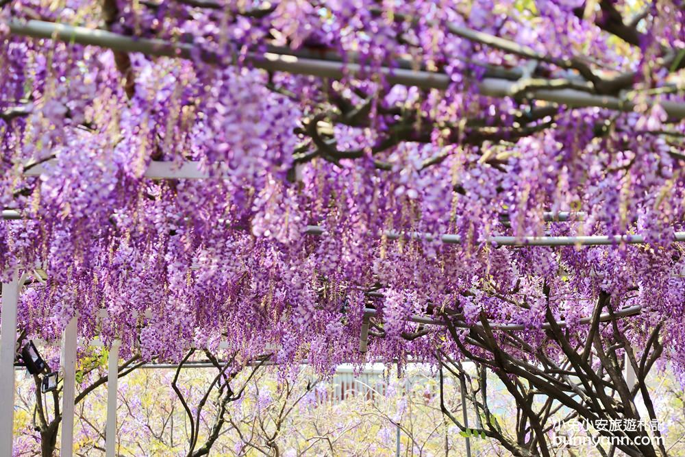 紫藤咖啡園一店屯山園區，浪漫紫藤天空、花廊等你來拍!!