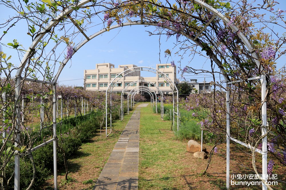 紫藤咖啡園一店屯山園區，浪漫紫藤天空、花廊等你來拍!!