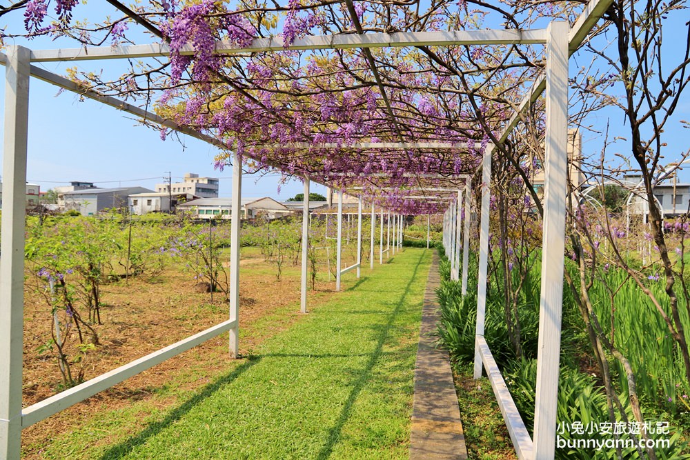 紫藤咖啡園一店屯山園區，浪漫紫藤天空、花廊等你來拍!!