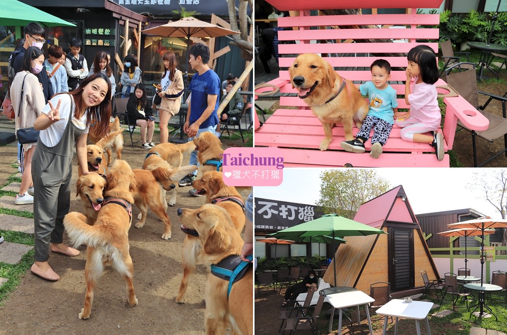 台中景點》獵犬不打獵！全台首家黃金獵犬寵物餐廳，11隻狗狗超療癒，放假來這被包圍~