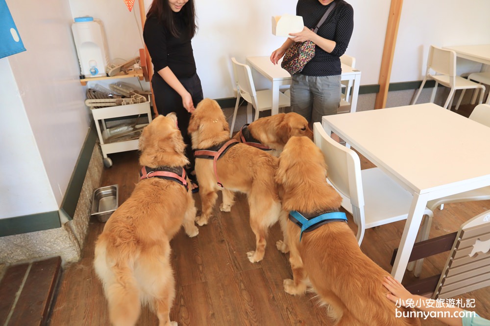 台中景點》獵犬不打獵！全台首家黃金獵犬寵物餐廳，11隻狗狗超療癒，放假來這被包圍~