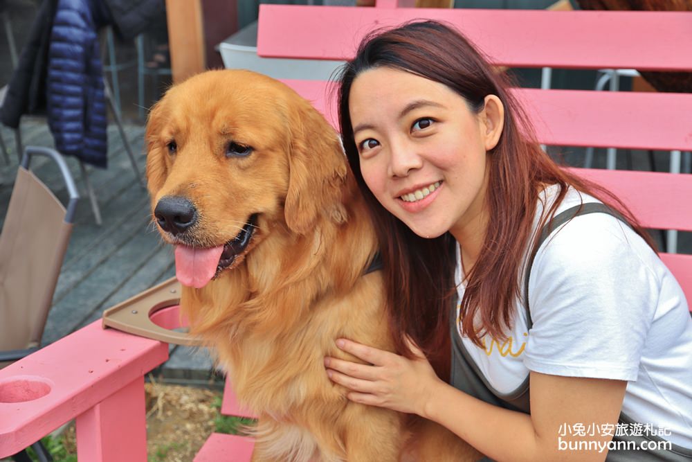 台中景點》獵犬不打獵！全台首家黃金獵犬寵物餐廳，11隻狗狗超療癒，放假來這被包圍~