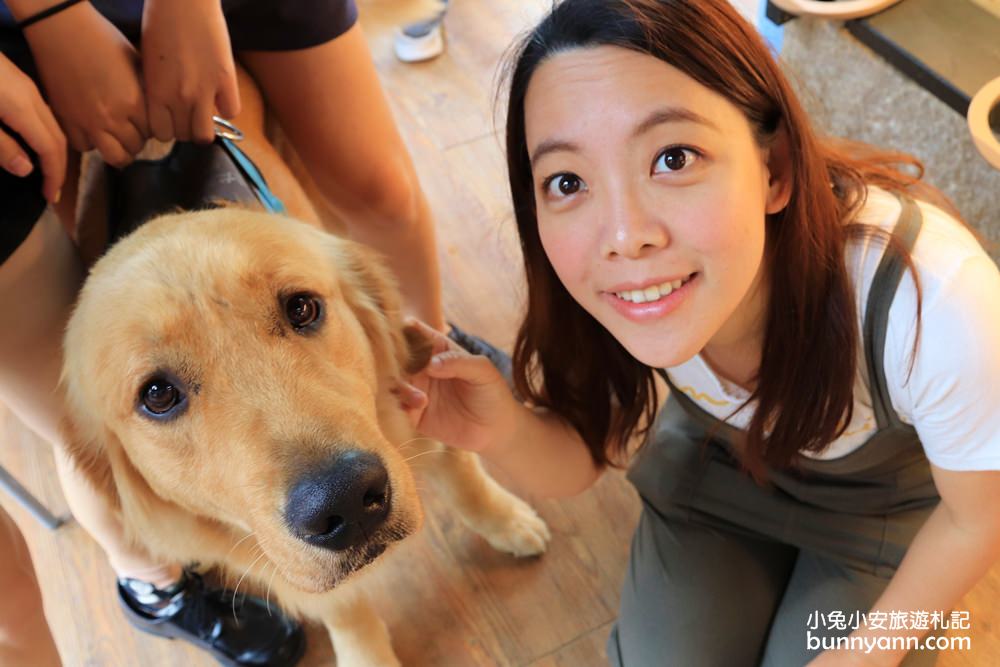 台中景點》獵犬不打獵！全台首家黃金獵犬寵物餐廳，11隻狗狗超療癒，放假來這被包圍~