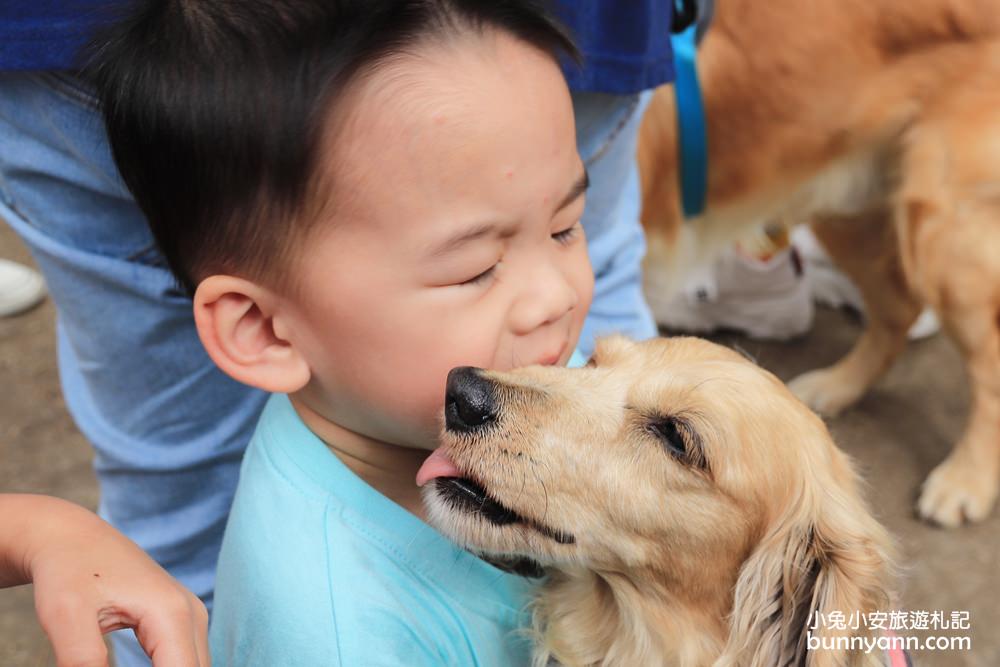 台中景點》獵犬不打獵！全台首家黃金獵犬寵物餐廳，11隻狗狗超療癒，放假來這被包圍~