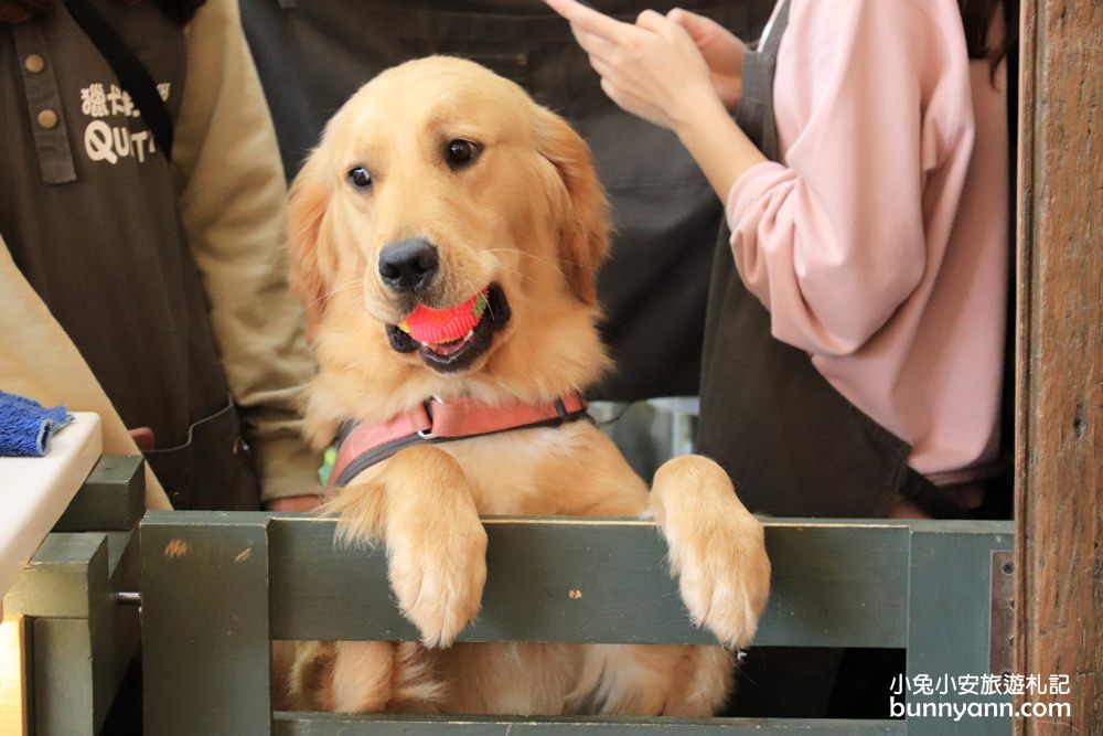 台中景點》獵犬不打獵！全台首家黃金獵犬寵物餐廳，11隻狗狗超療癒，放假來這被包圍~