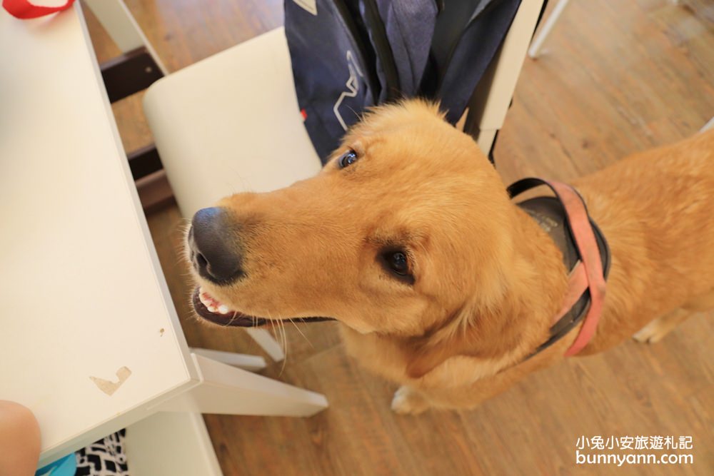 台中景點》獵犬不打獵！全台首家黃金獵犬寵物餐廳，11隻狗狗超療癒，放假來這被包圍~