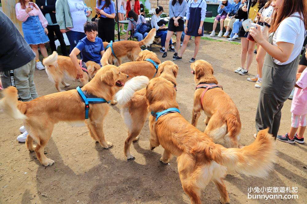 台中景點》獵犬不打獵！全台首家黃金獵犬寵物餐廳，11隻狗狗超療癒，放假來這被包圍~