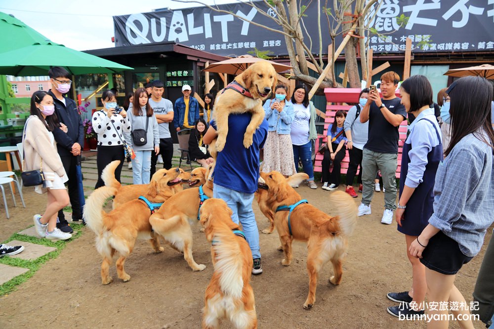 台中景點》獵犬不打獵！全台首家黃金獵犬寵物餐廳，11隻狗狗超療癒，放假來這被包圍~