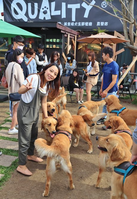 台中景點》獵犬不打獵！全台首家黃金獵犬寵物餐廳，11隻狗狗超療癒，放假來這被包圍~