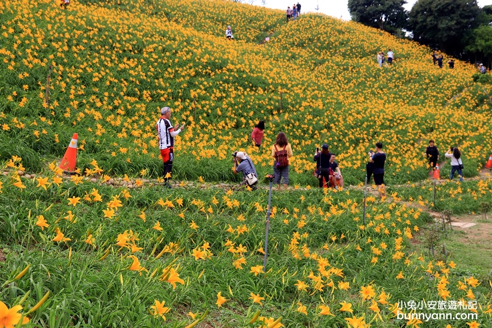 2024花壇金針花，虎山巖金針花3萬株金針花齊力綻放花況!!