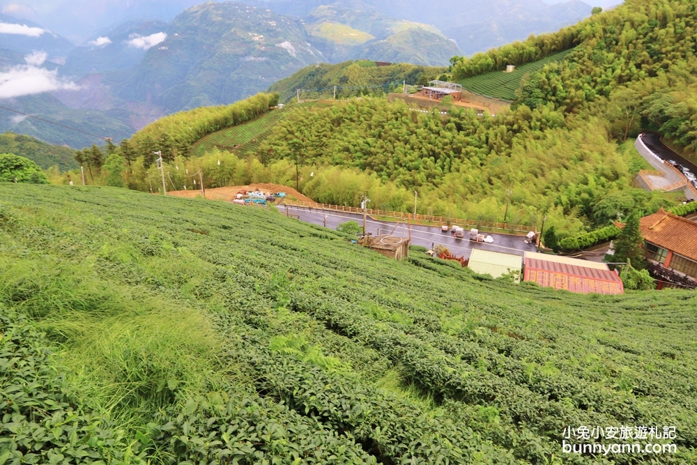 嘉義親民版抹茶山「二尖山步道」十分鐘輕鬆賞山嵐美景，茶園風光好美麗