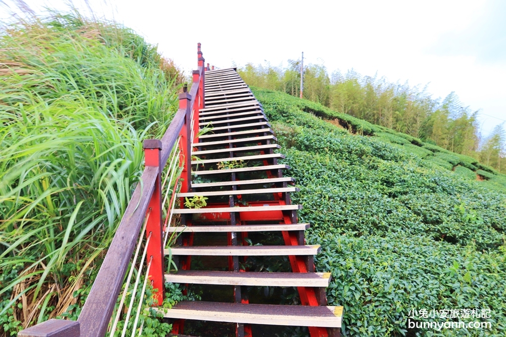 嘉義親民版抹茶山「二尖山步道」十分鐘輕鬆賞山嵐美景，茶園風光好美麗