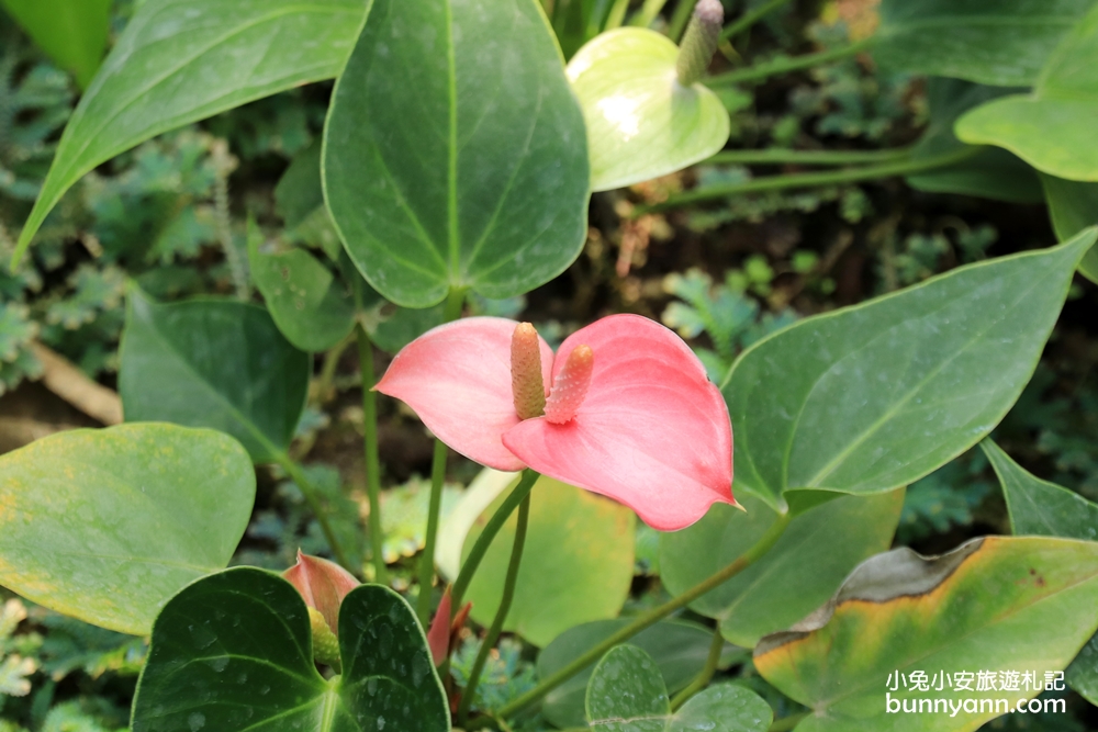 國立自然科學博物館植物園【台中植物園】小亞馬遜雨林一日遊