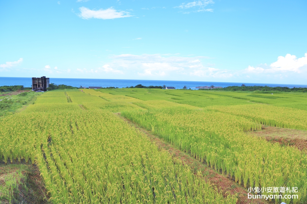 花蓮景點》花蓮新社梯田夢幻盪鞦韆，石門班哨角雙心石，漫步藍天白雲下~