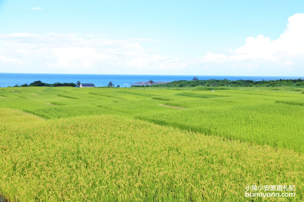 花蓮景點》花蓮新社梯田夢幻盪鞦韆，石門班哨角雙心石，漫步藍天白雲下~