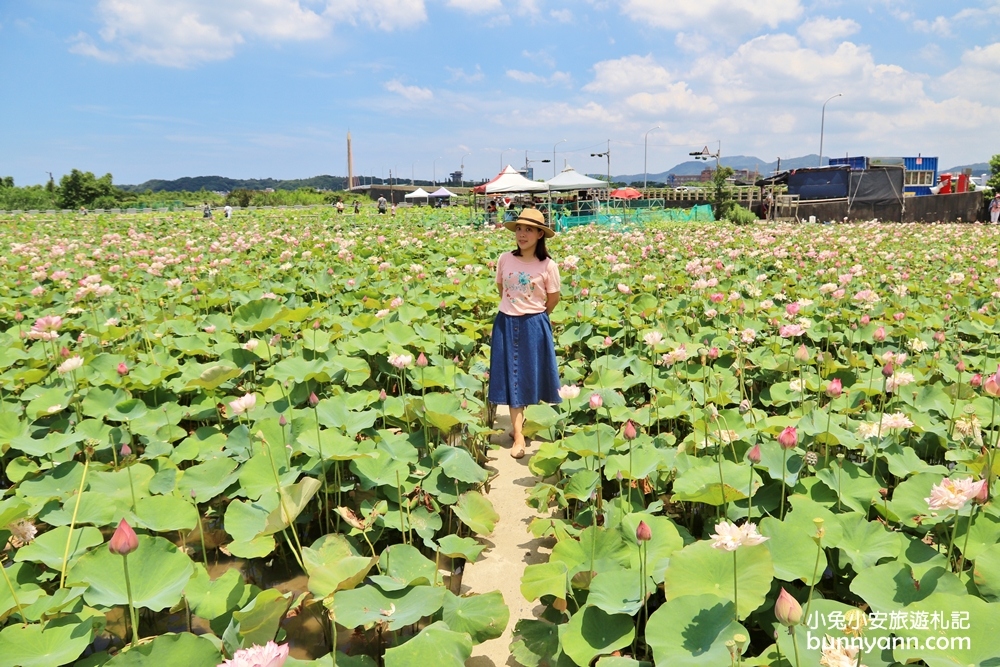 新北景點》季節限定！金山清水農地荷花盛開，粉嫩牡丹蓮免費拍超幸福~