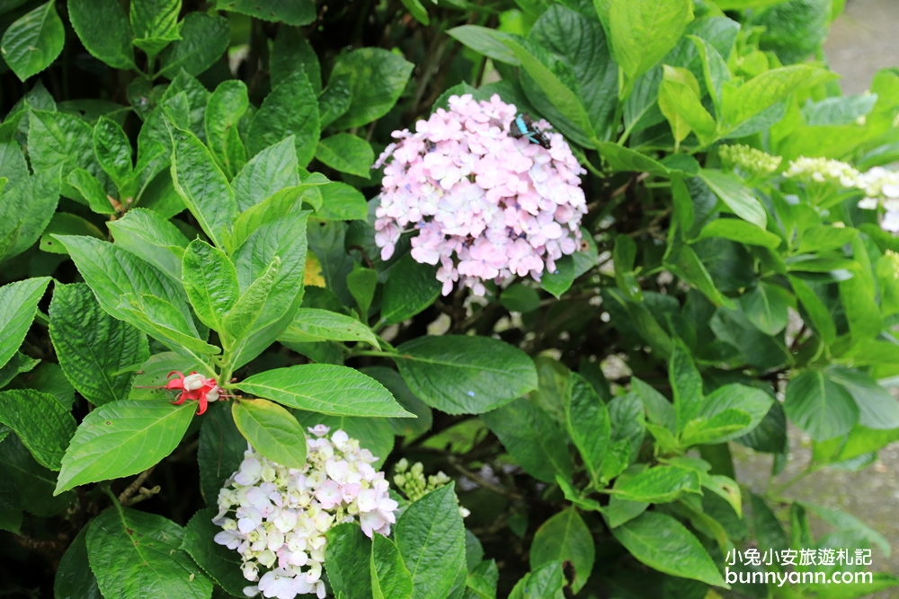 新竹景點》森林裡喝咖啡！尖石深山裡紅薔薇景觀餐廳，無壓力放鬆秘境在這~